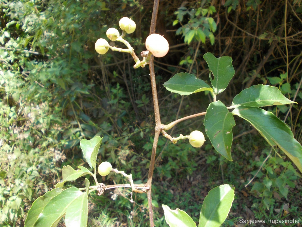 Cayratia pedata (Lam.) Gagnep.